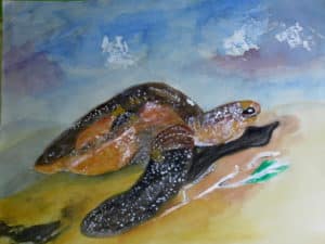 Tortue